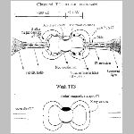 t_tauri_model.html