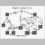 953sn_taxon.html