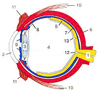 A szem vzlatos felptse: 1. ltideg, 2. szaruhrtya, 3. lencse, 4. vegtest, 5. ideghrtya, 6. nhrtya, 7. rhrtya, 8. sugrtest, 9. szivrvnyhrtya, 10. a szemizmok tapadsa, 11. ktőhrtya, 12. ltidegfő 13. srgafolt.