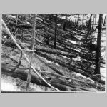 31tunguz3kulik1928.html