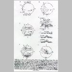 44nap_dinamo1.html