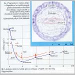 048oort1.html