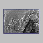 998fossilbacteria.html